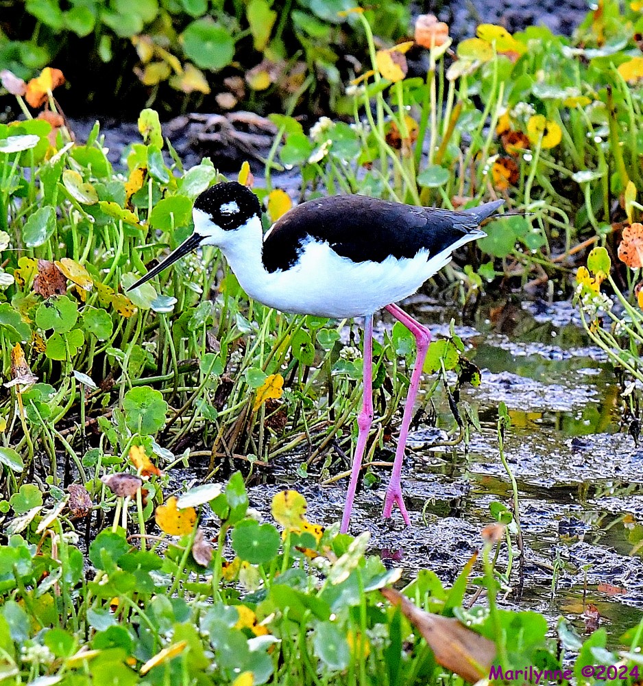 DSC_5547_001.JPG