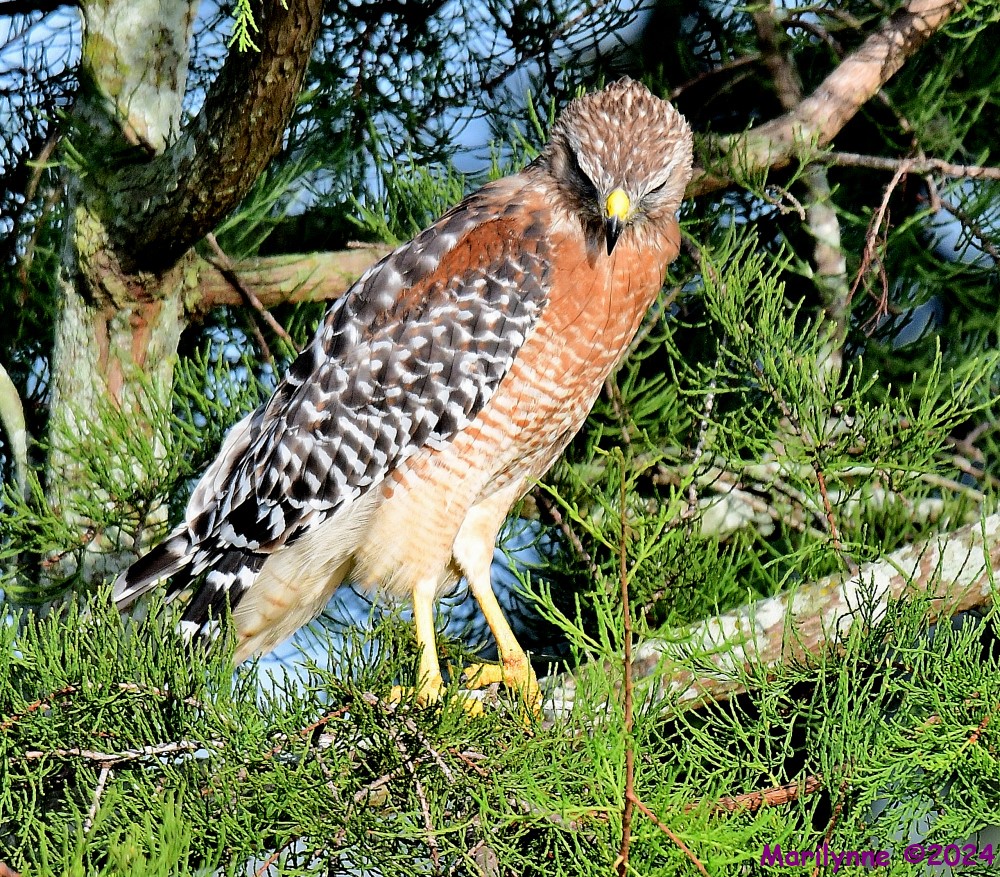 DSC_5547_001.JPG
