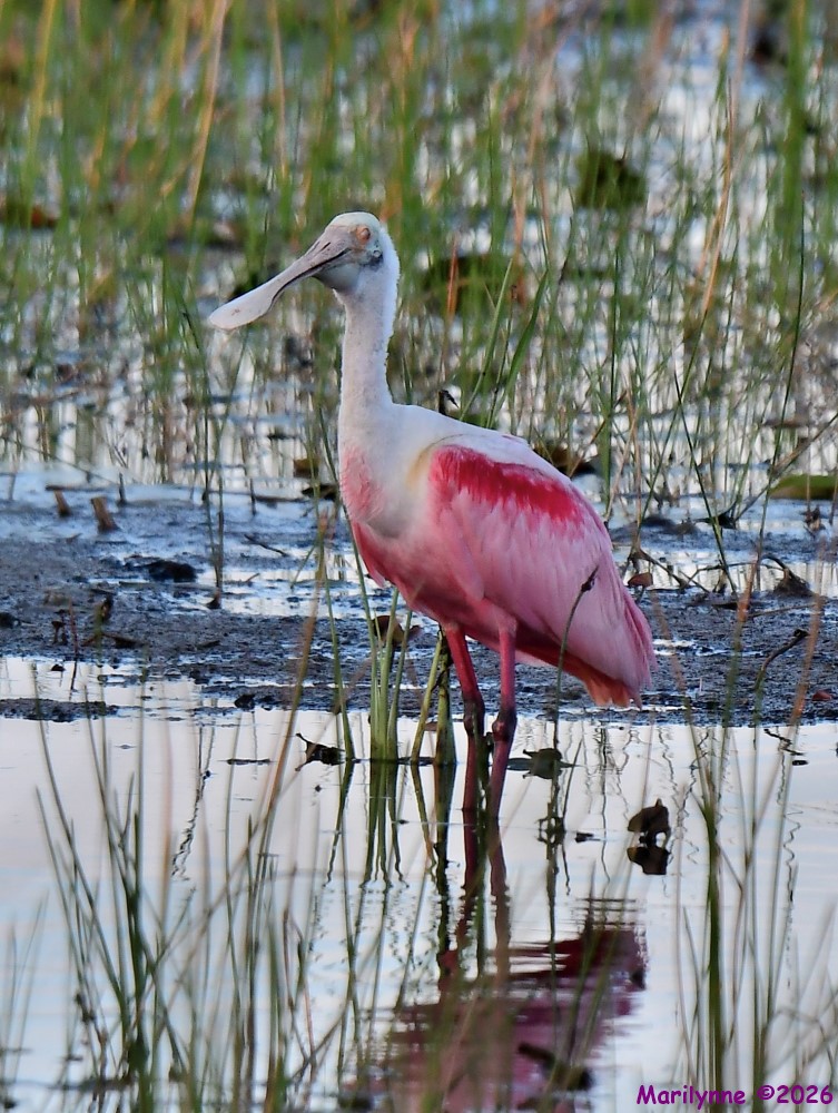 DSC_5548_001.JPG