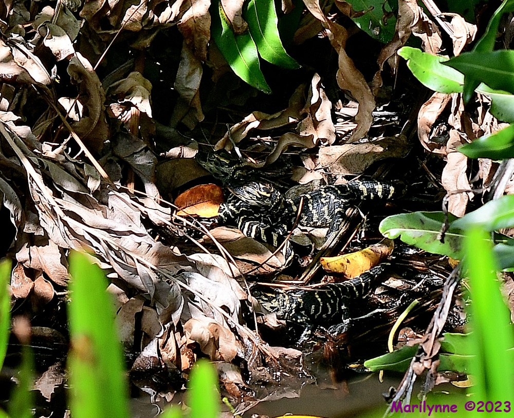DSC_5550_001.JPG