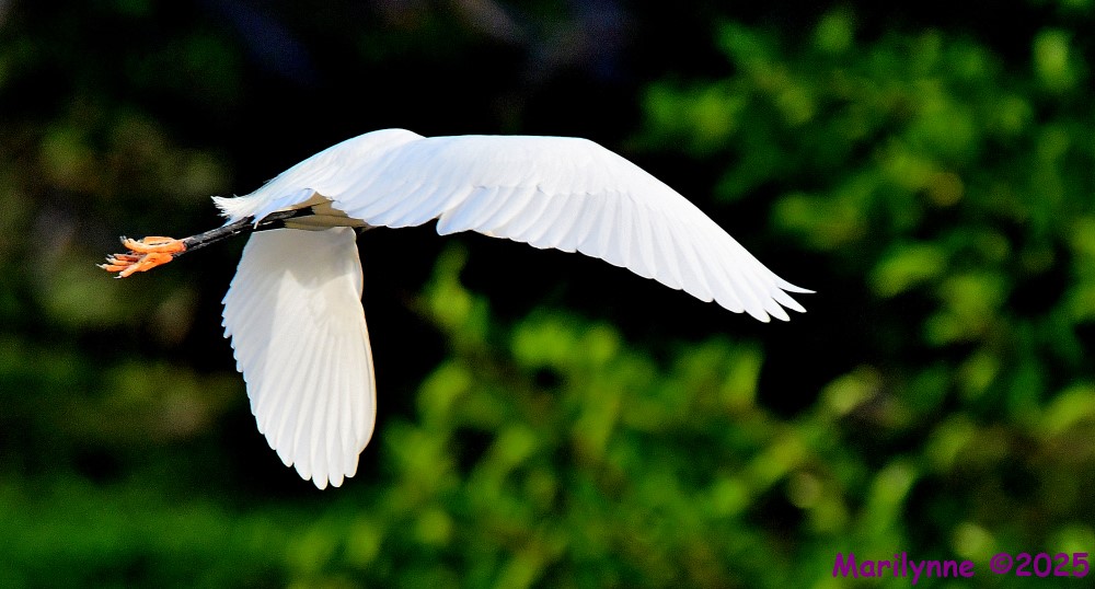 DSC_5550_001.JPG