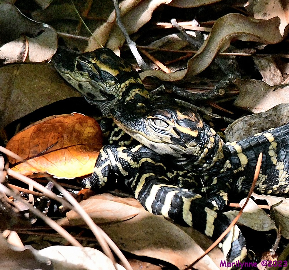 DSC_5554_001.JPG