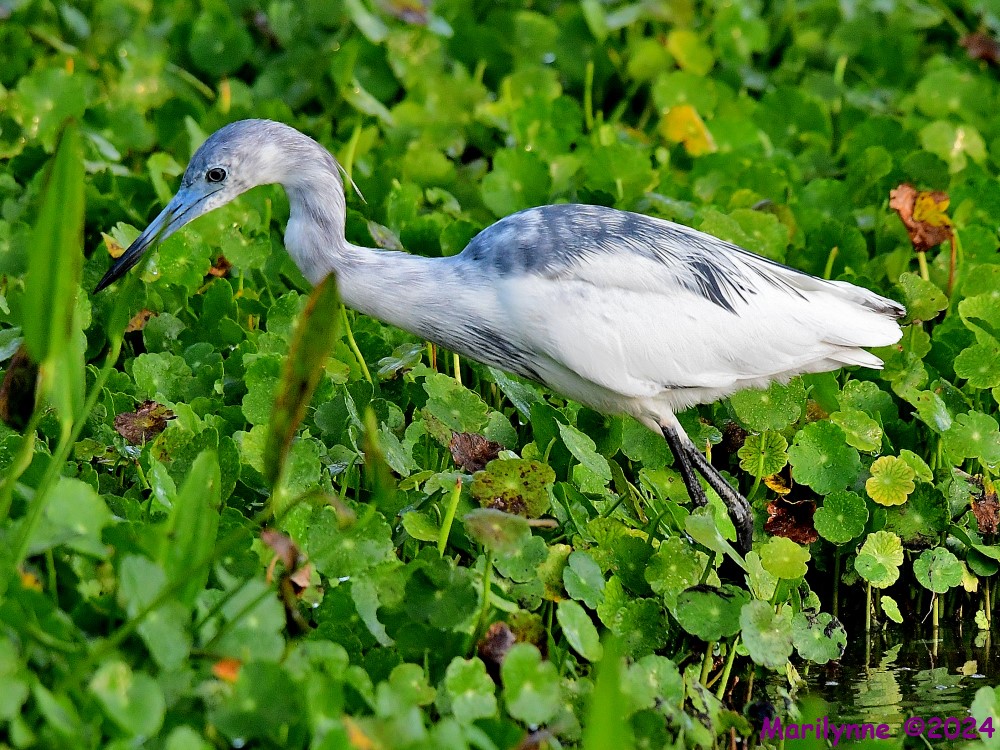 DSC_5555_001.JPG