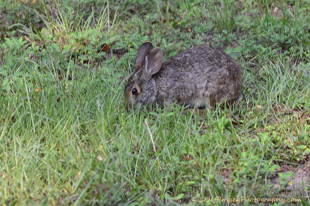 DSC_5556.jpg