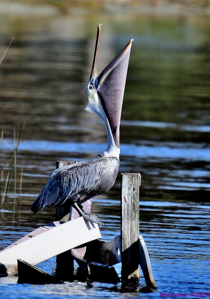 DSC_5556_001.JPG