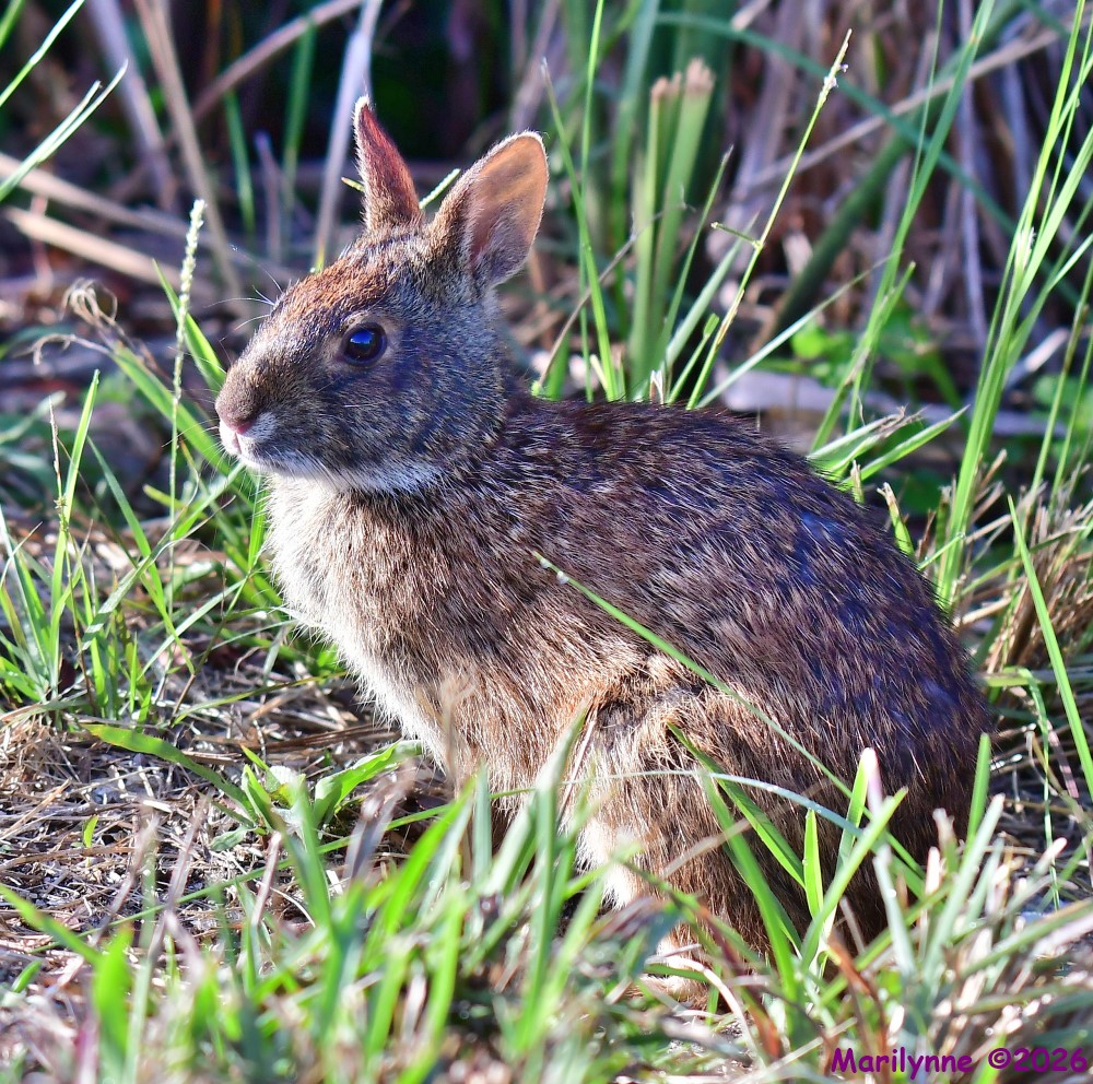 DSC_5556_001.JPG