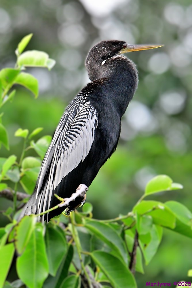 DSC_5558_001.JPG