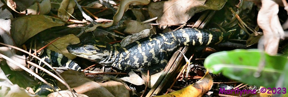 DSC_5559_001.JPG