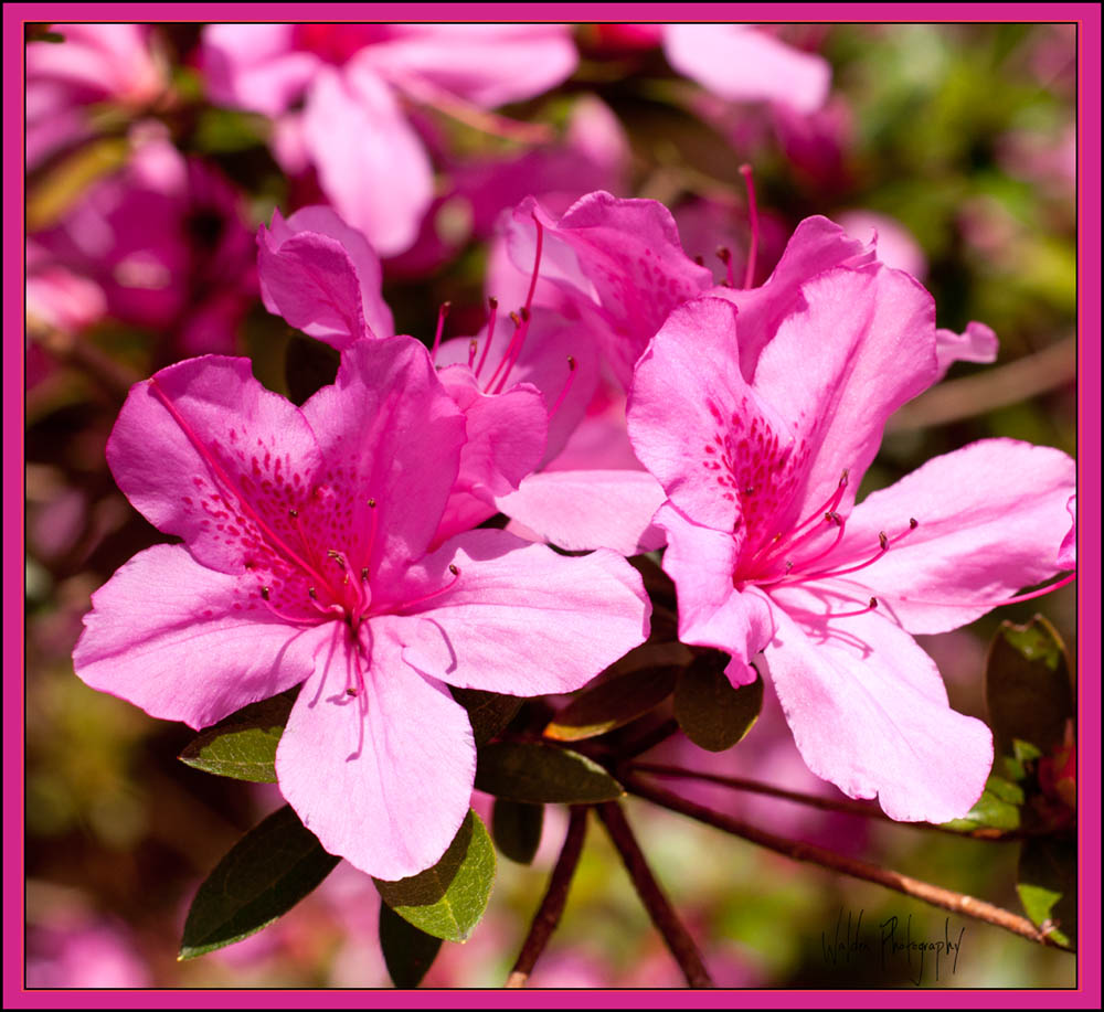 DSC_5560.jpg