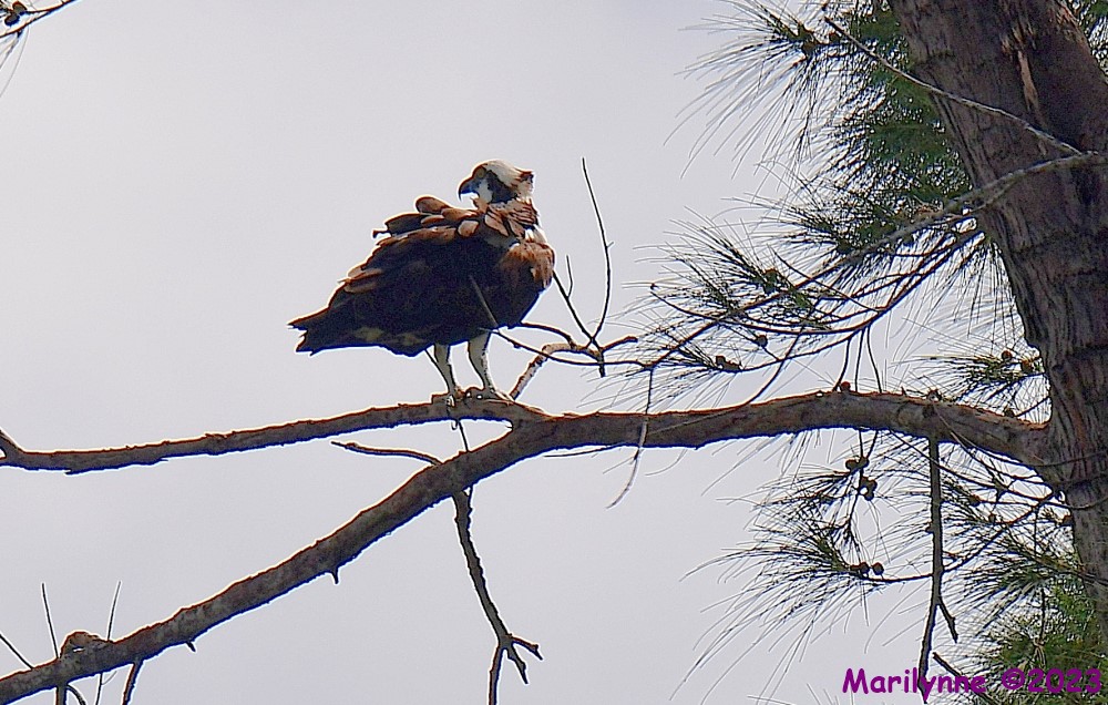 DSC_5561_001.JPG