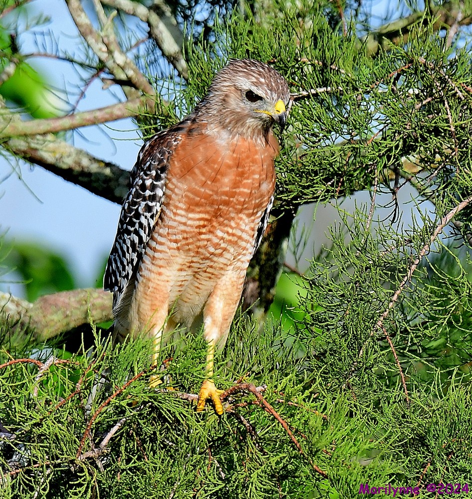 DSC_5561_001.JPG