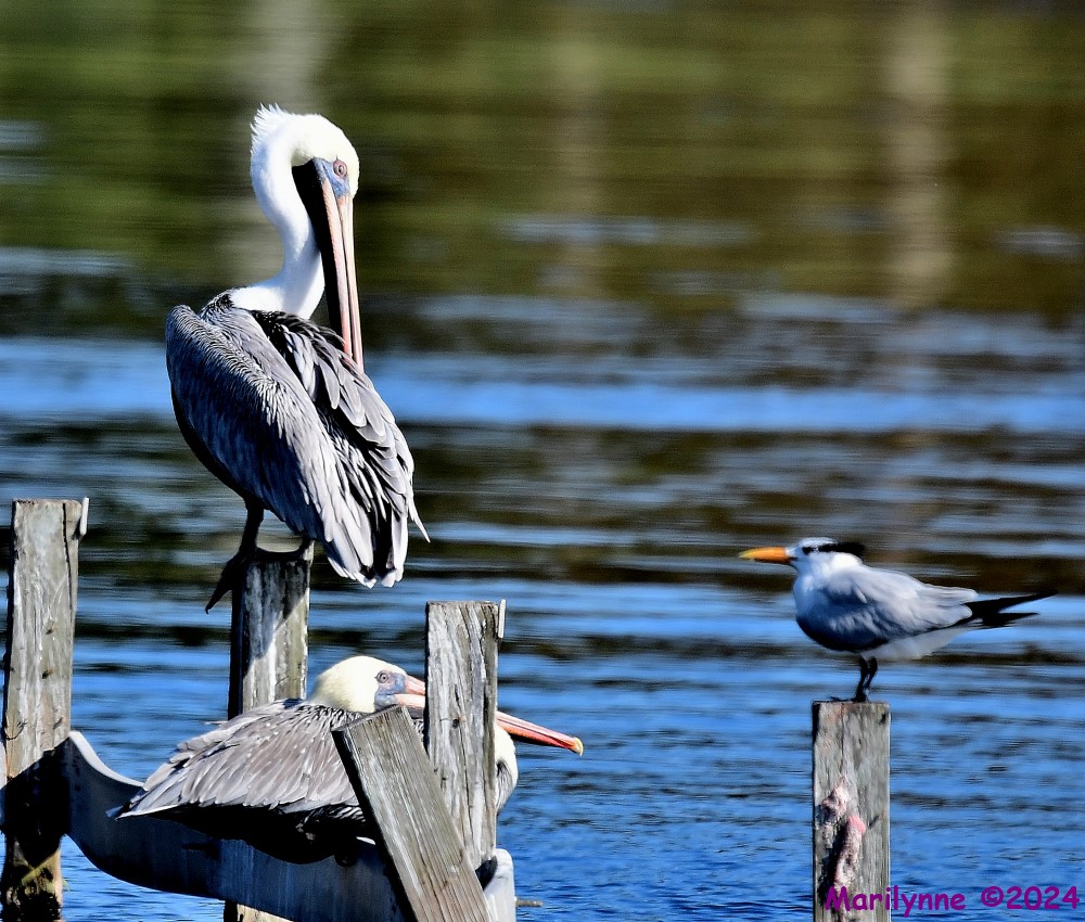 DSC_5562_001.JPG
