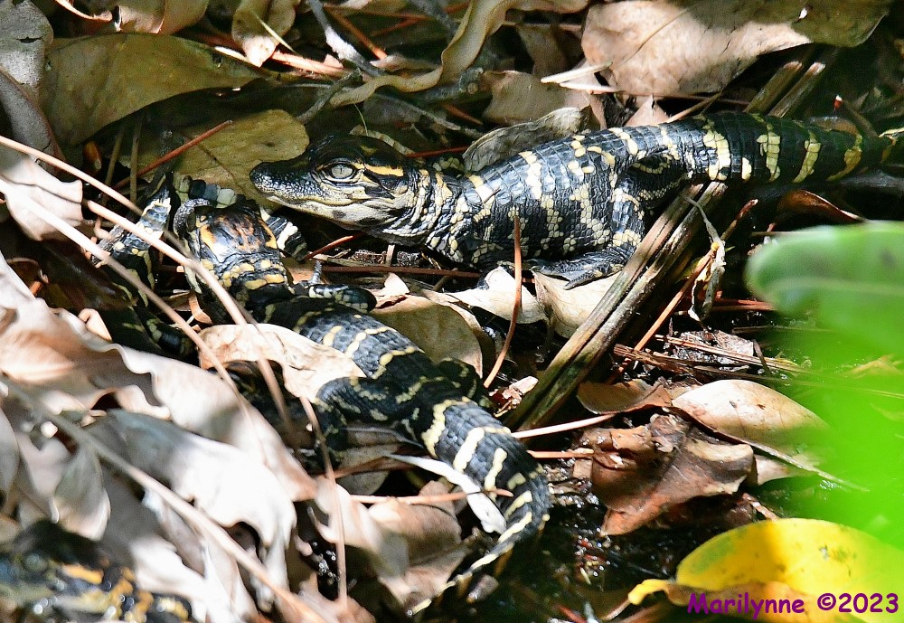 DSC_5564_001.JPG