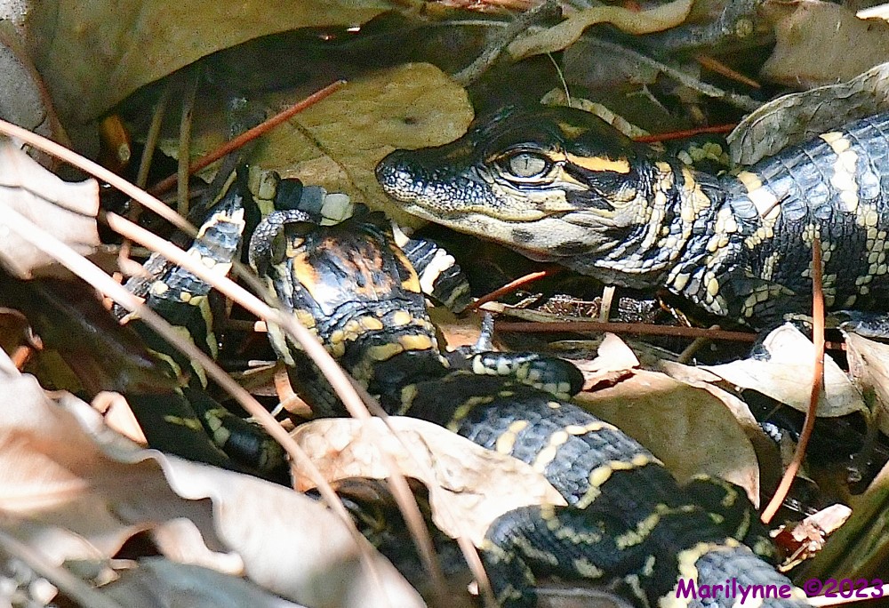 DSC_5565_001.JPG
