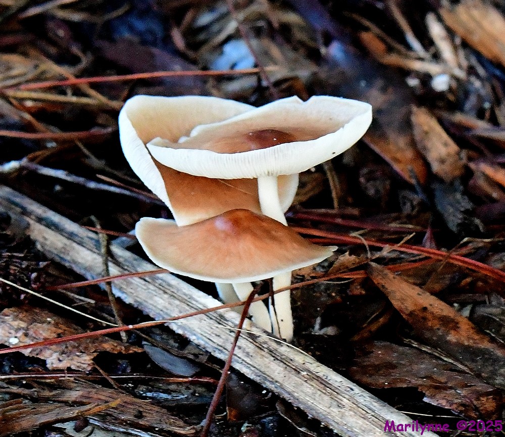 DSC_5565_001.JPG