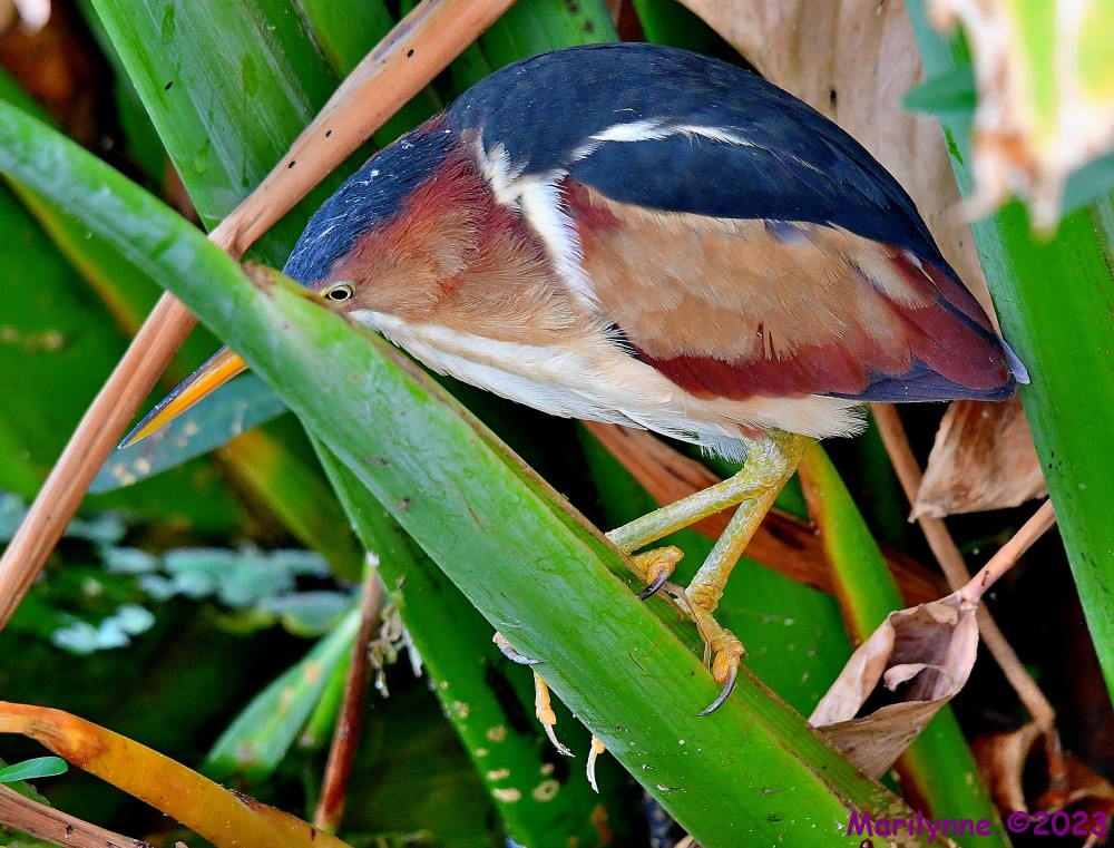 DSC_5567_001.JPG