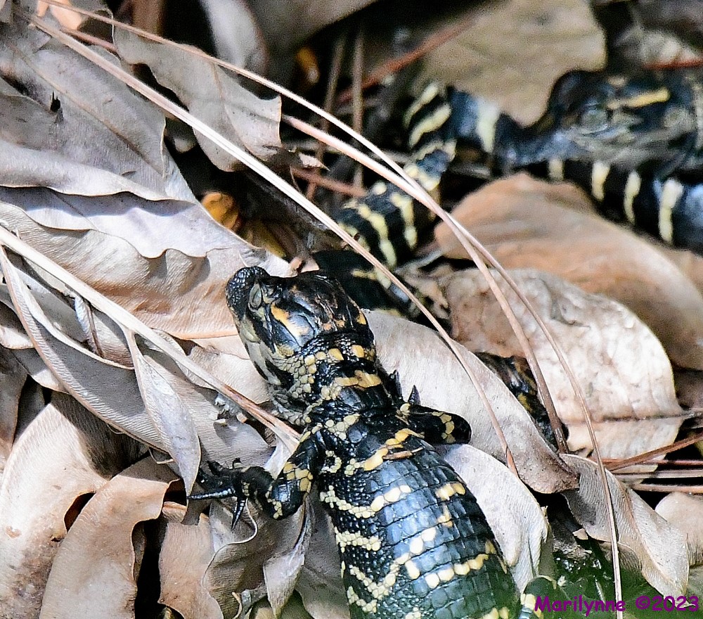 DSC_5567_001.JPG
