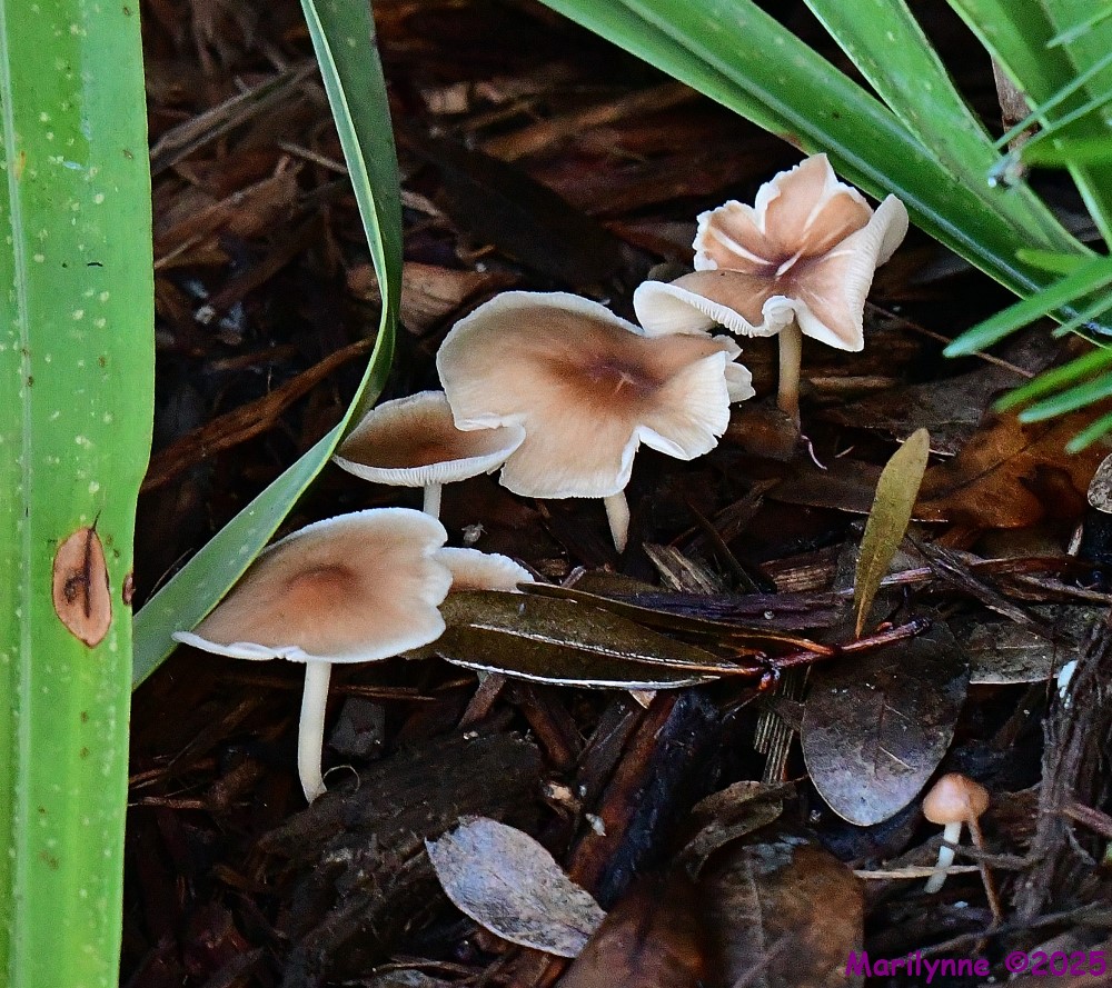 DSC_5567_001.JPG