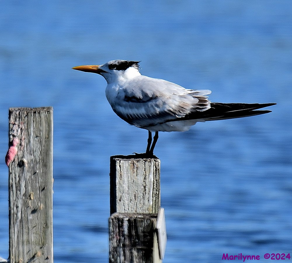 DSC_5568_001.JPG