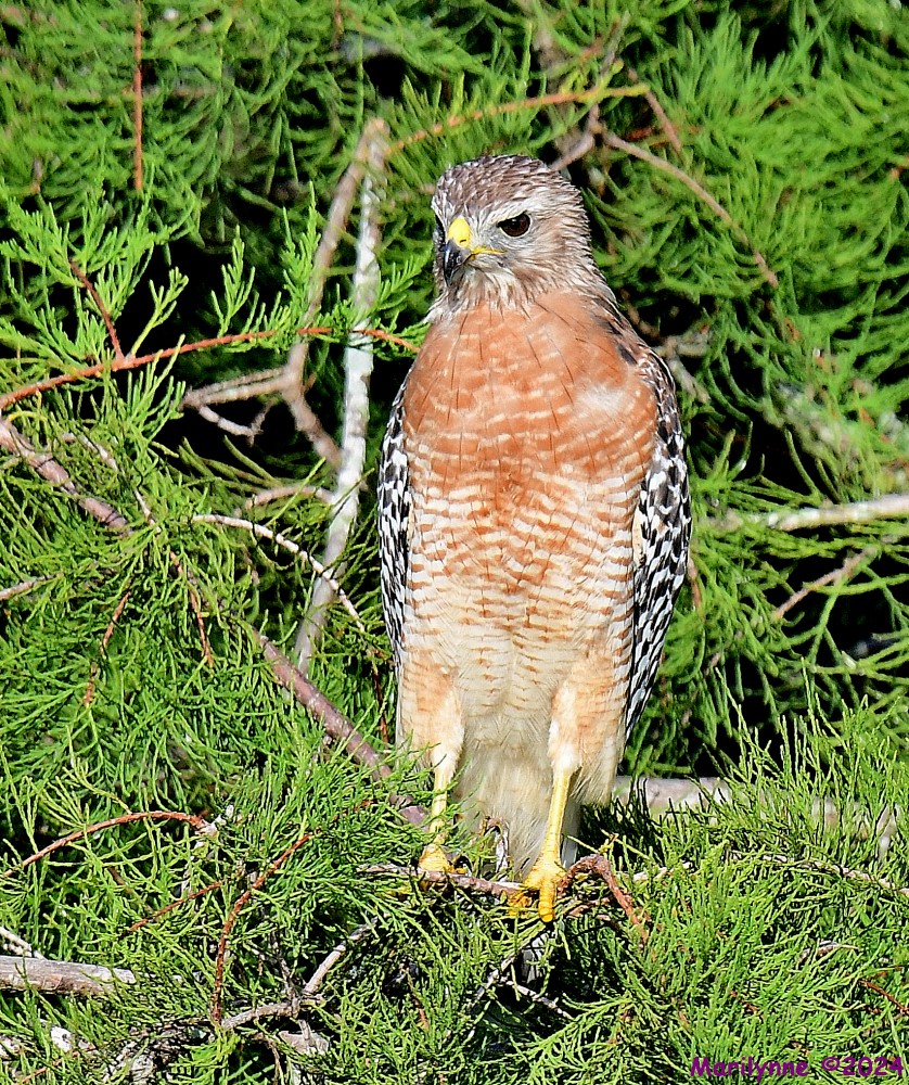 DSC_5569_001.JPG