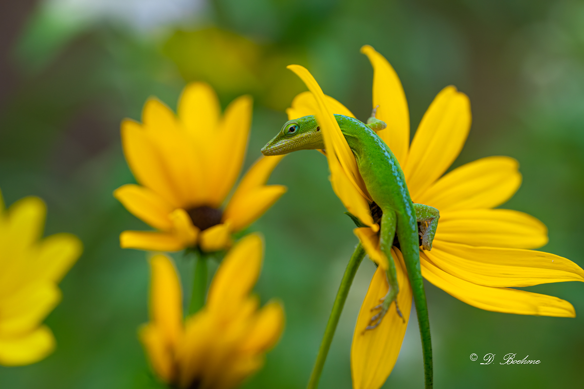DSC_5575-DeNoiseAI-low-light.jpg
