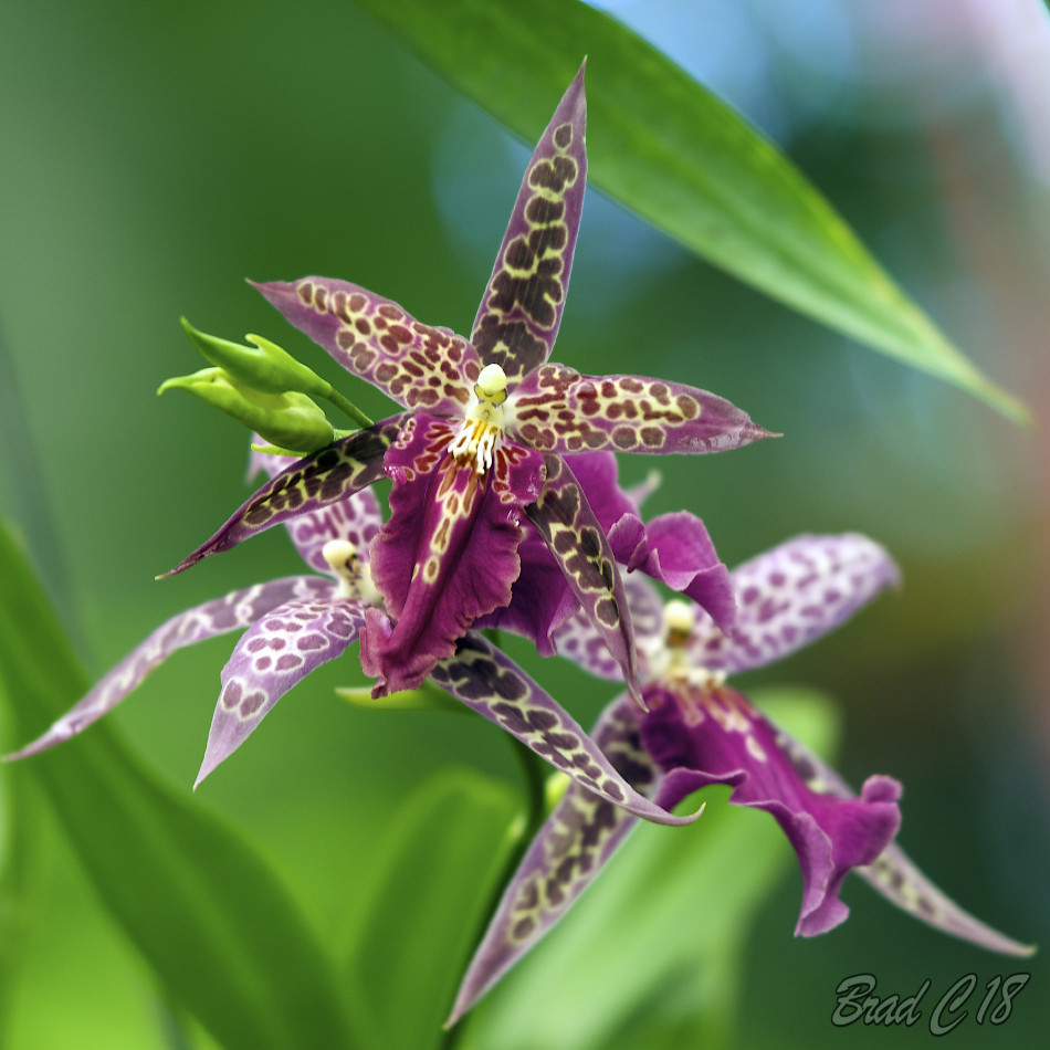 DSC_5575.jpg
