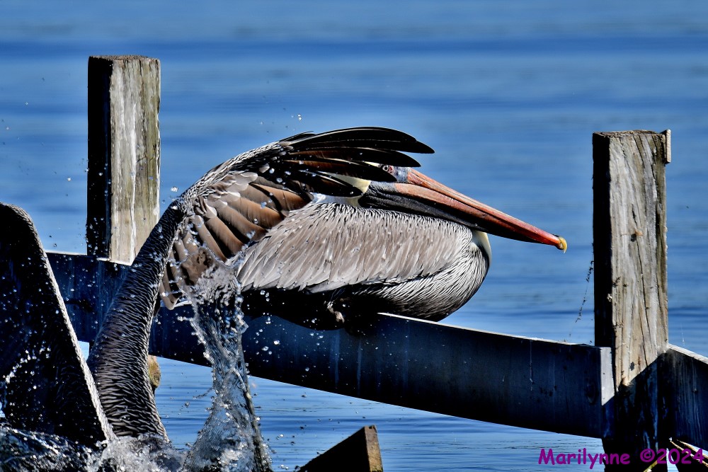 DSC_5577_001.JPG