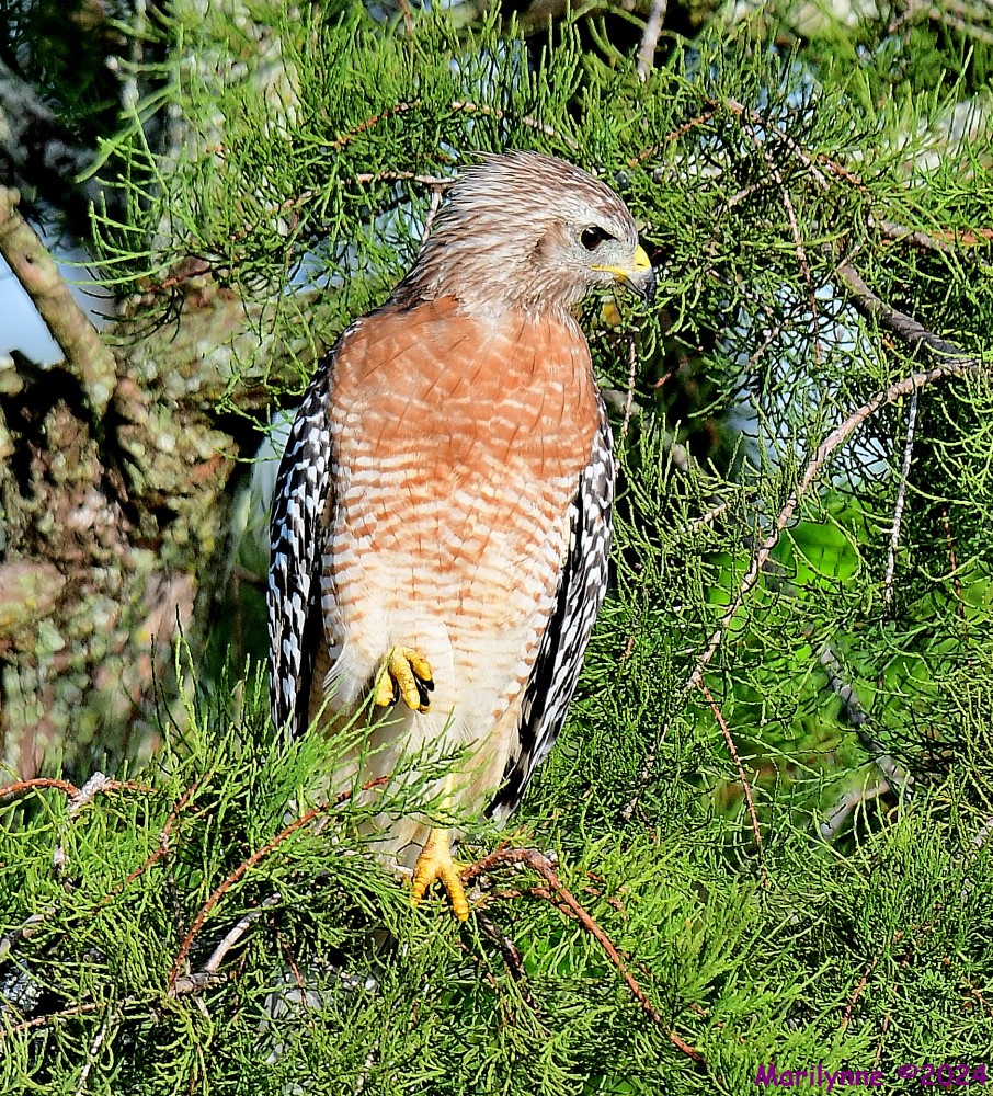 DSC_5578_001.JPG