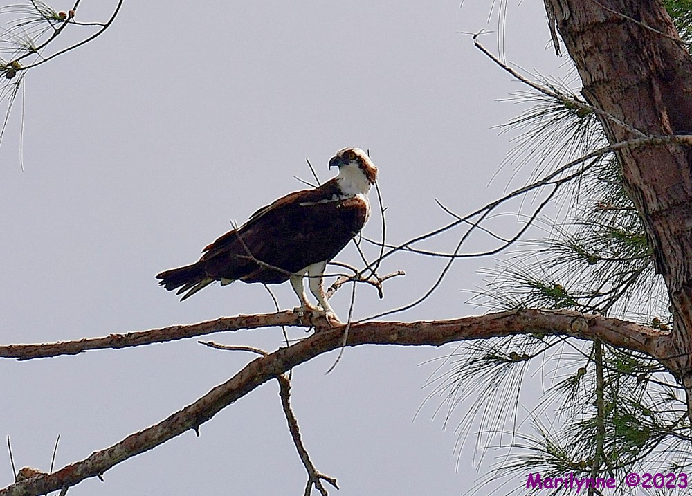 DSC_5579_001.JPG