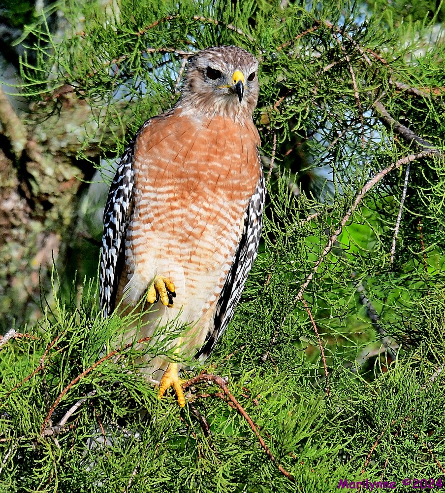 DSC_5581_001.JPG