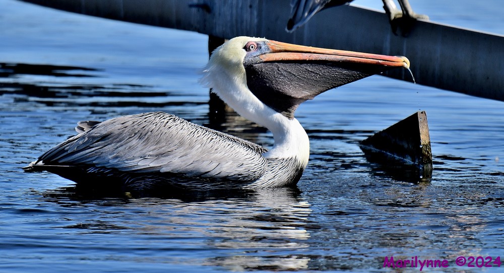 DSC_5581_001.JPG