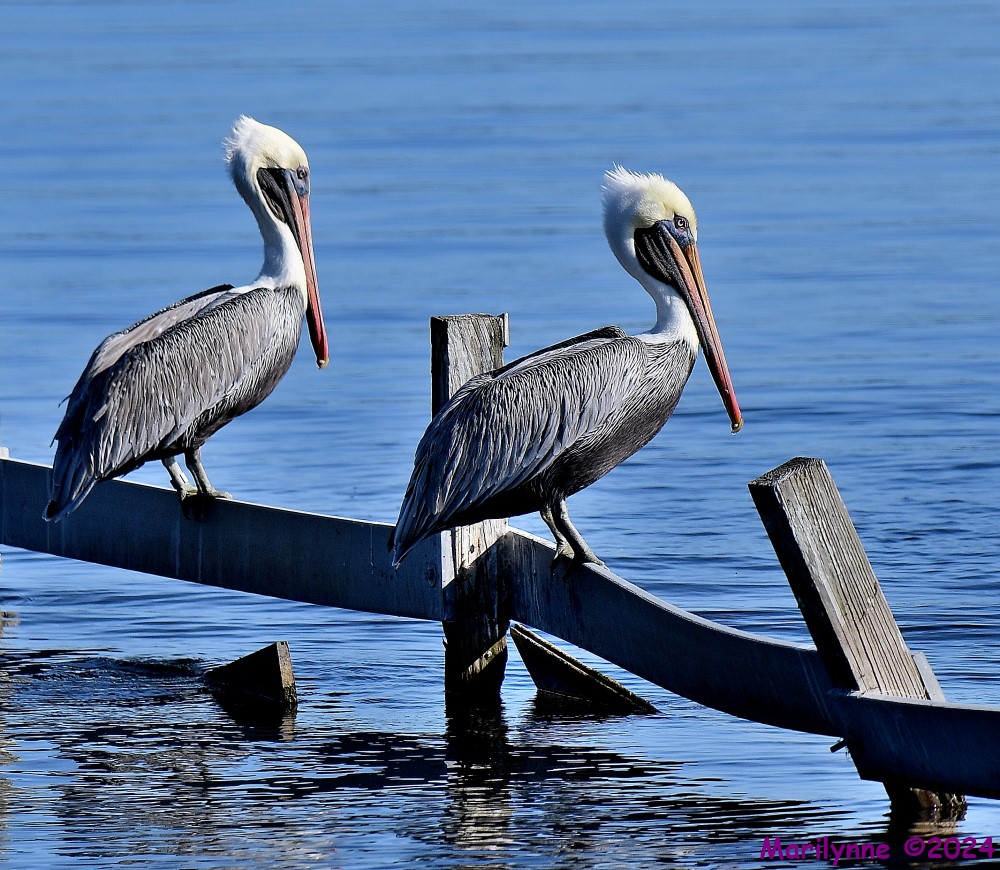 DSC_5586_001.JPG