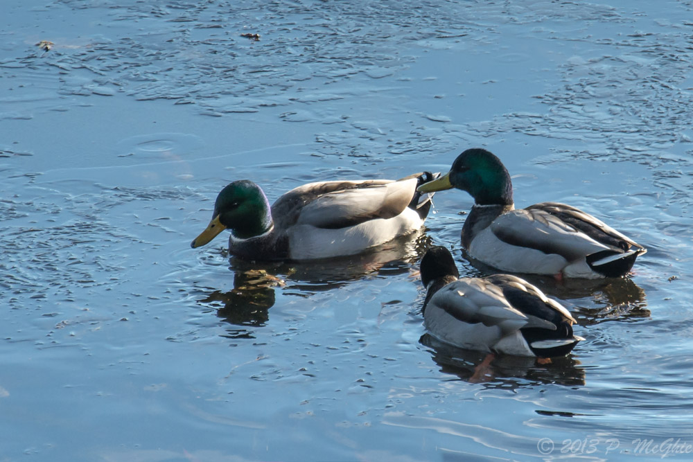 DSC_5587-Edit.jpg