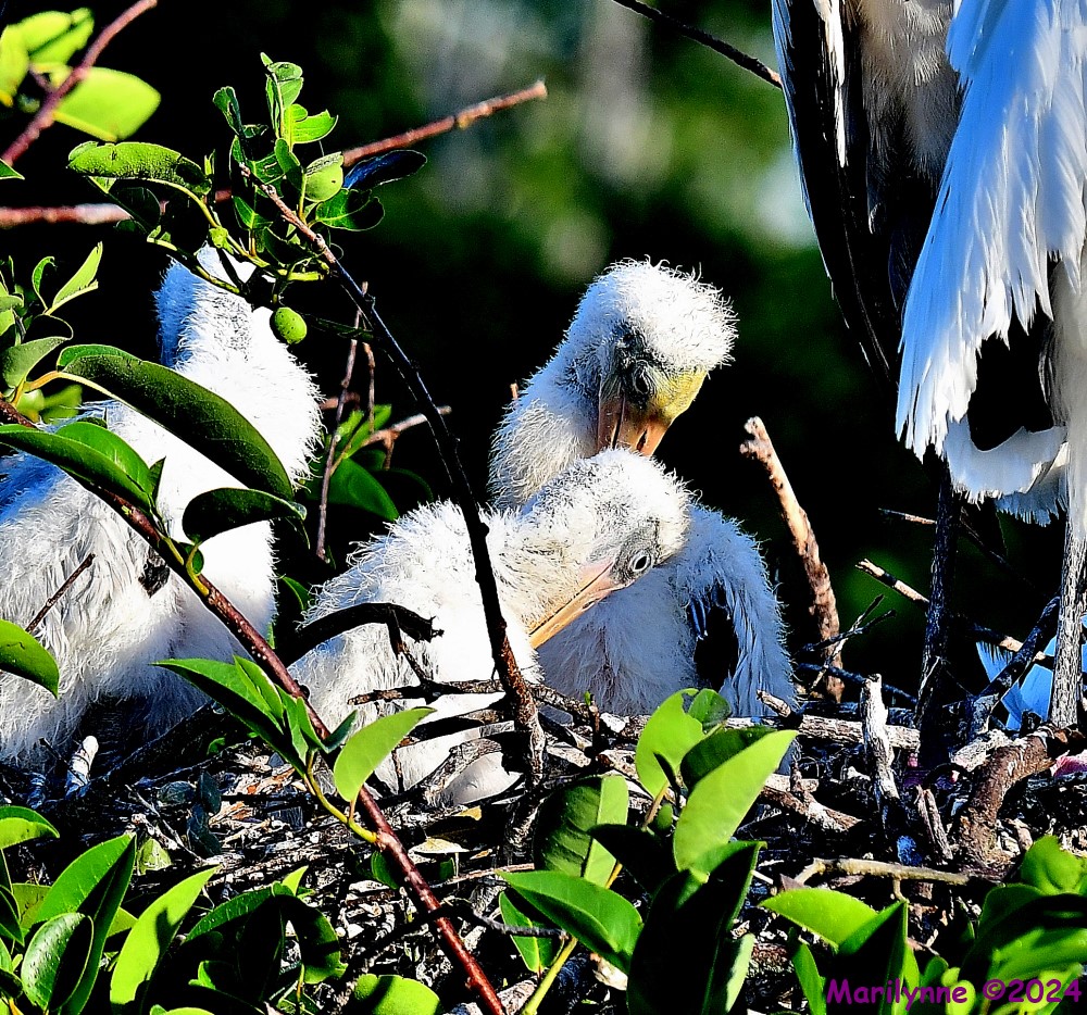 DSC_5587_001.JPG