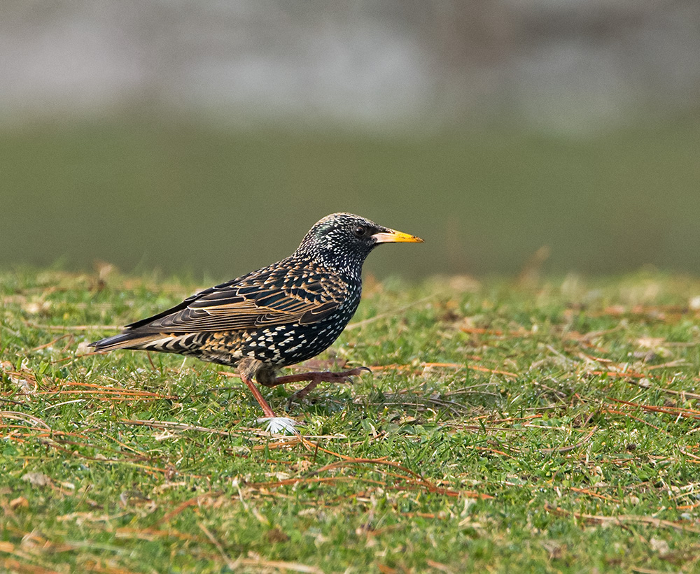 DSC_55908.jpg