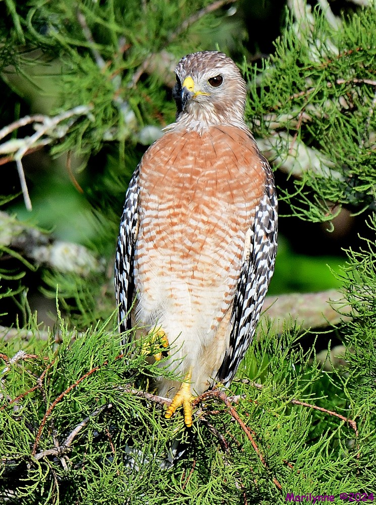 DSC_5590_001.JPG