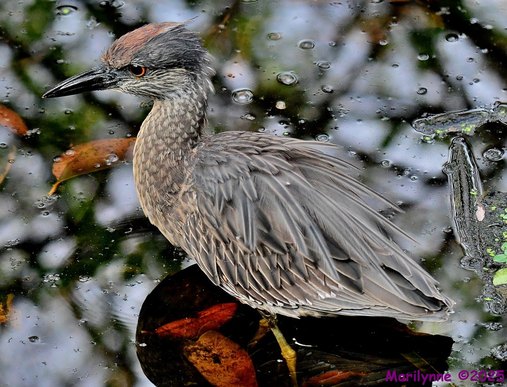 DSC_5590_001.JPG
