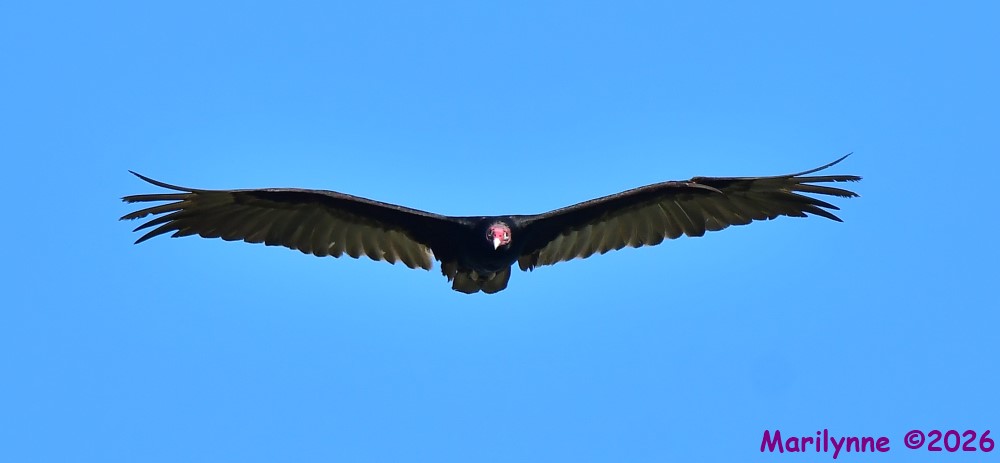 DSC_5590_001_01.JPG