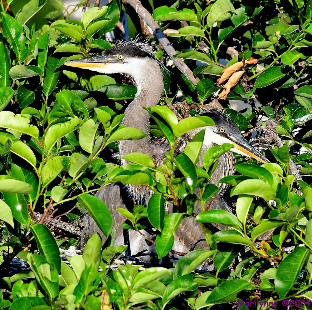 DSC_5591_001.JPG