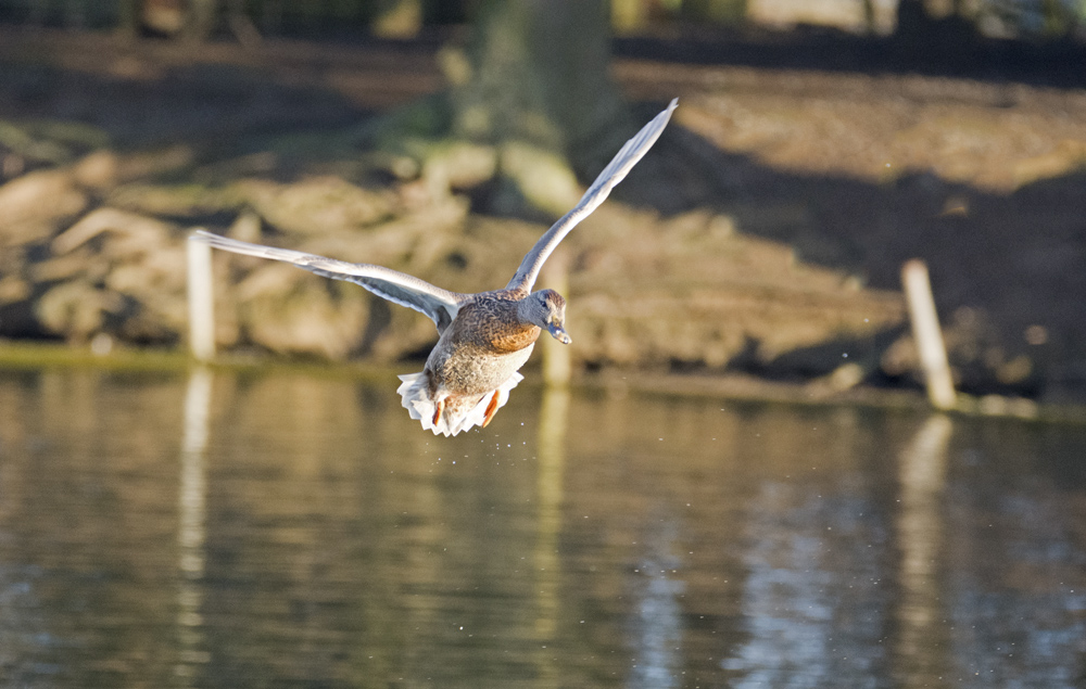 DSC_5592.jpg