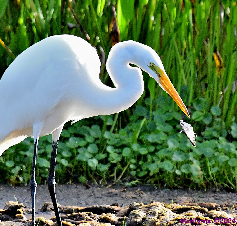 DSC_5593_001.JPG