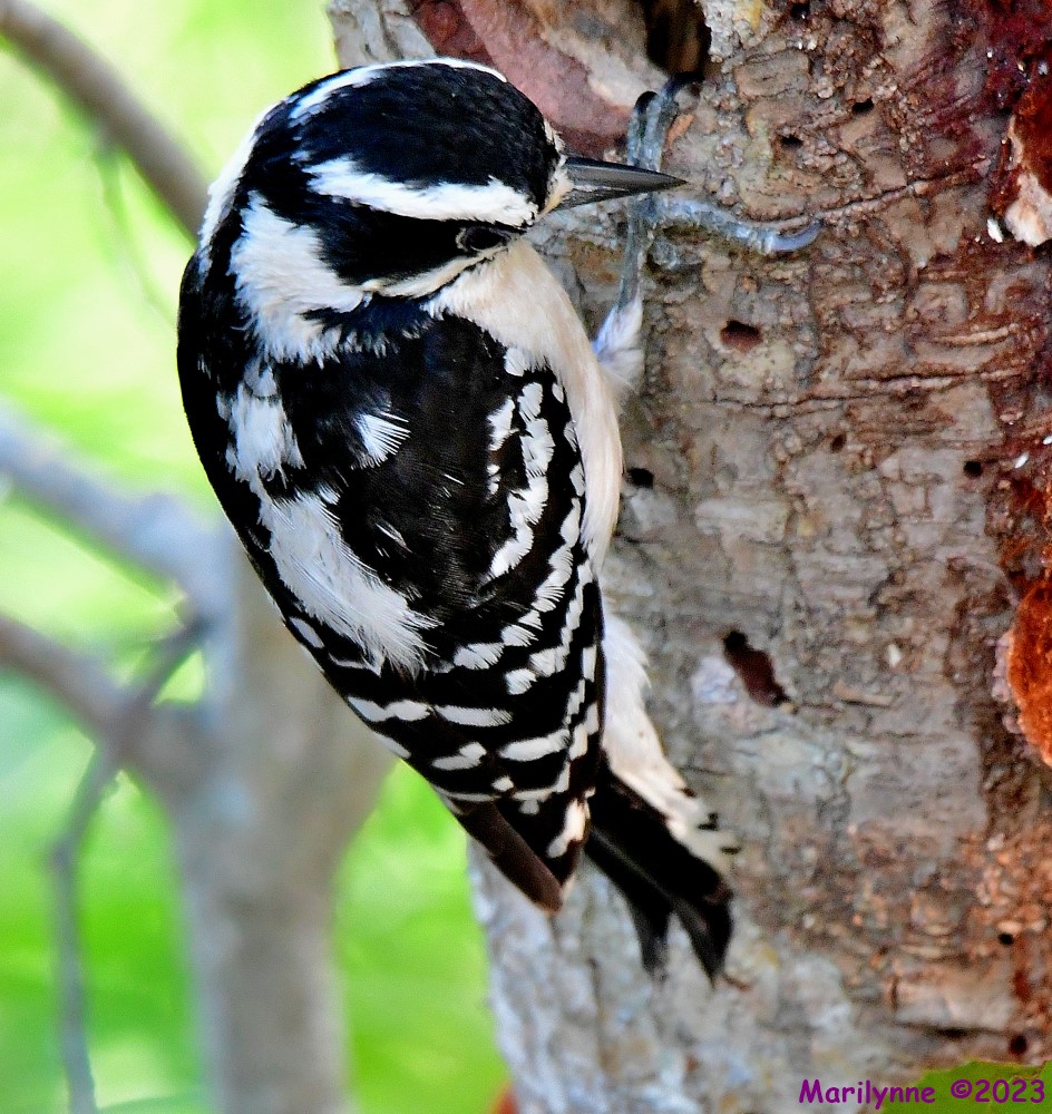 DSC_5594_001.JPG