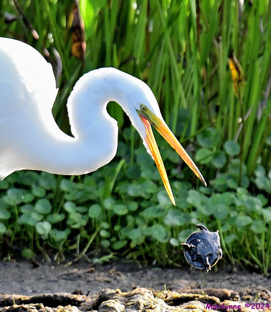 DSC_5594_001.JPG