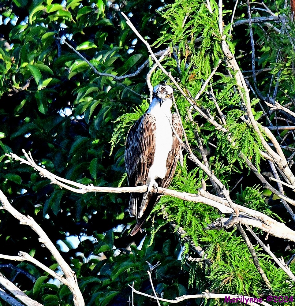 DSC_5595_001.JPG