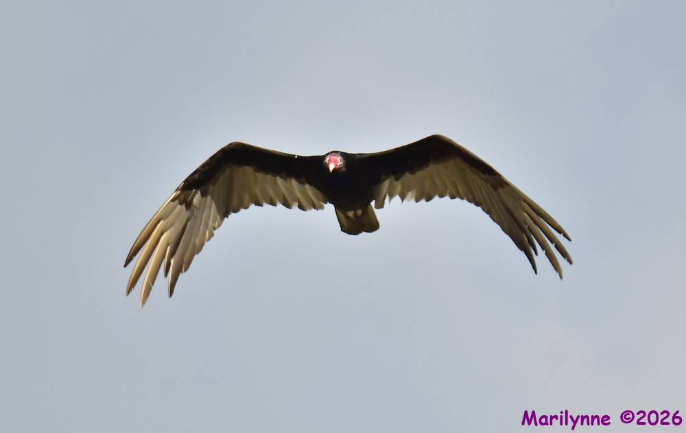 DSC_5595_001.JPG