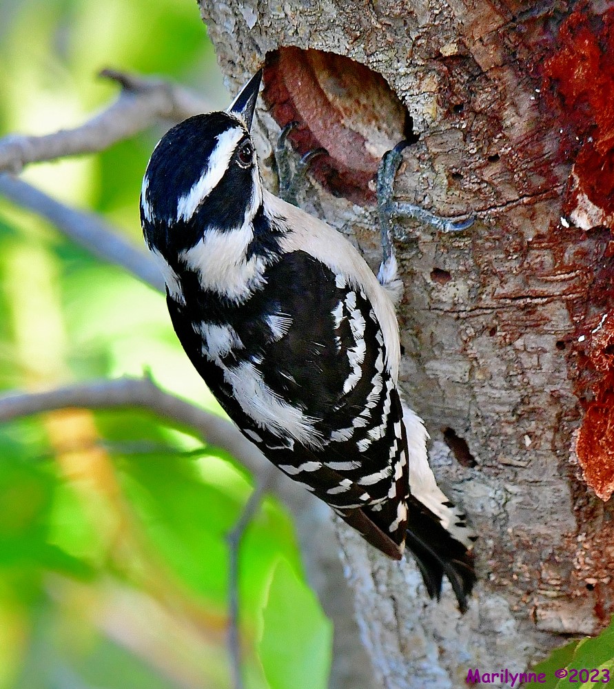 DSC_5596_001.JPG