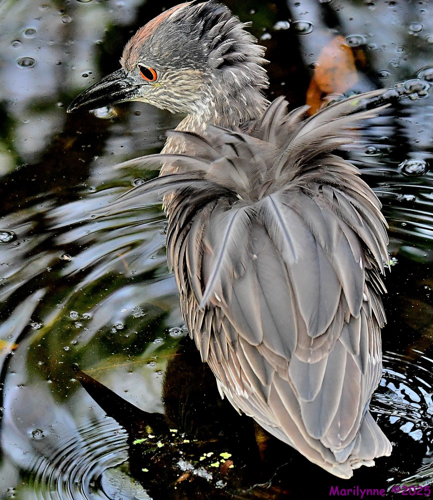 DSC_5596_001.JPG