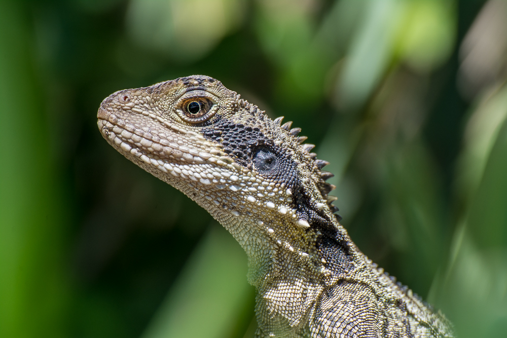 DSC_5598.jpg