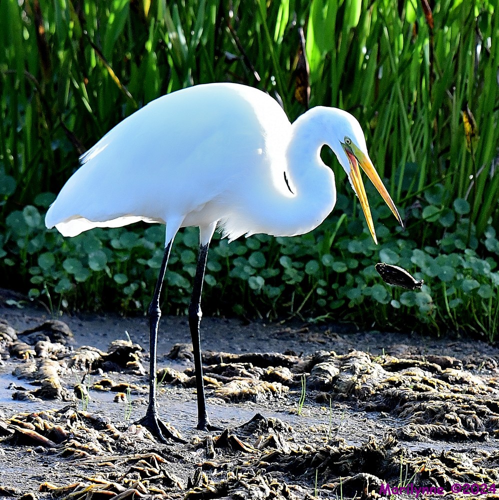 DSC_5599_001.JPG
