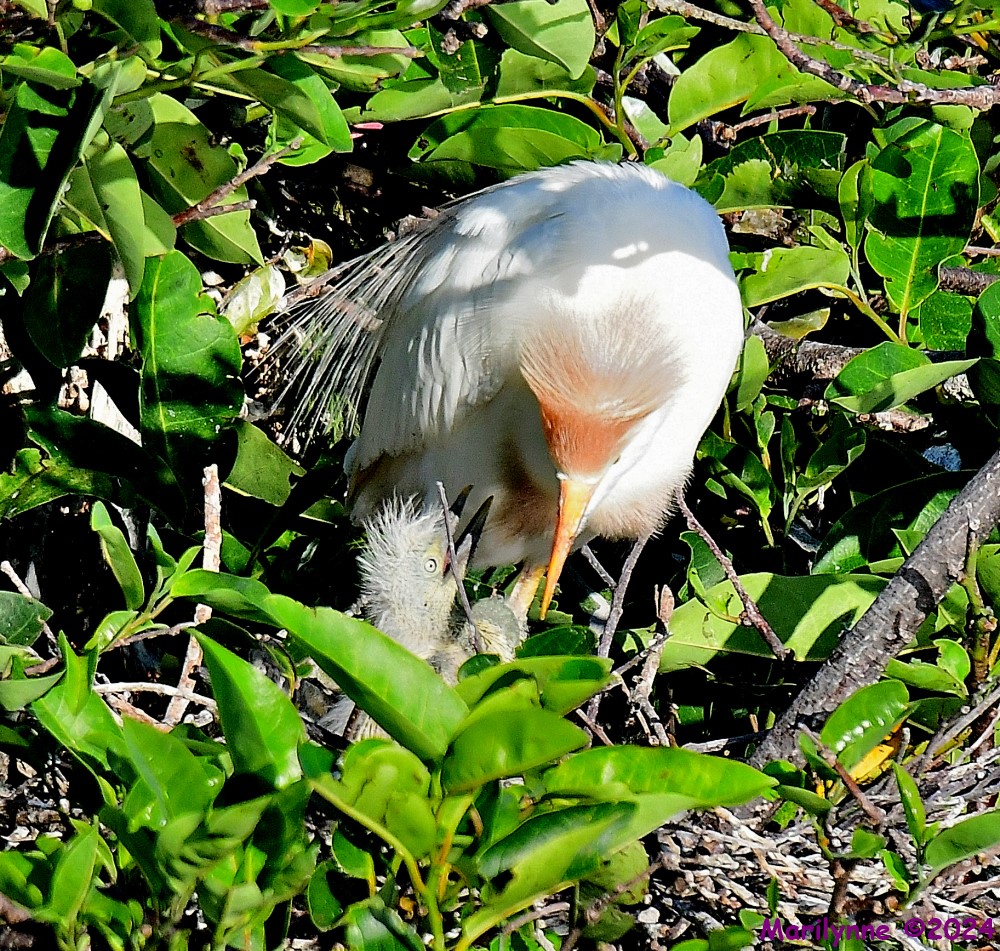 DSC_5600_001.JPG
